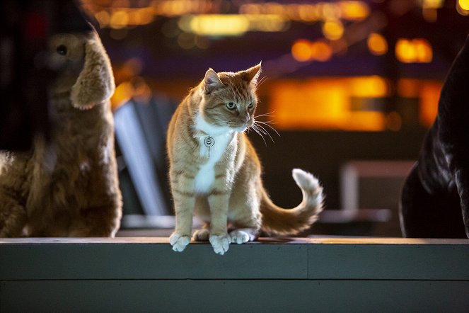 Cats & Dogs 3: Pfoten vereint! - Filmfotos