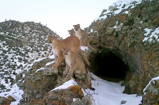 Pumas - Wild im Westen der USA - Filmfotos