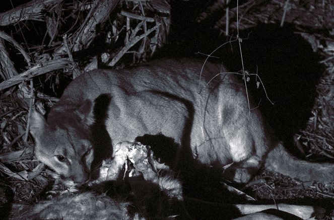 Pumas - Wild im Westen der USA - Filmfotos