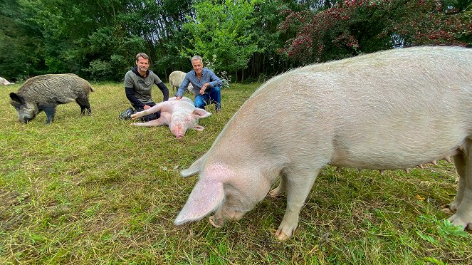 Hannes Jaenicke: Im Einsatz für das Schwein - Photos