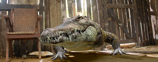Crazy Crocodile - Filmfotos