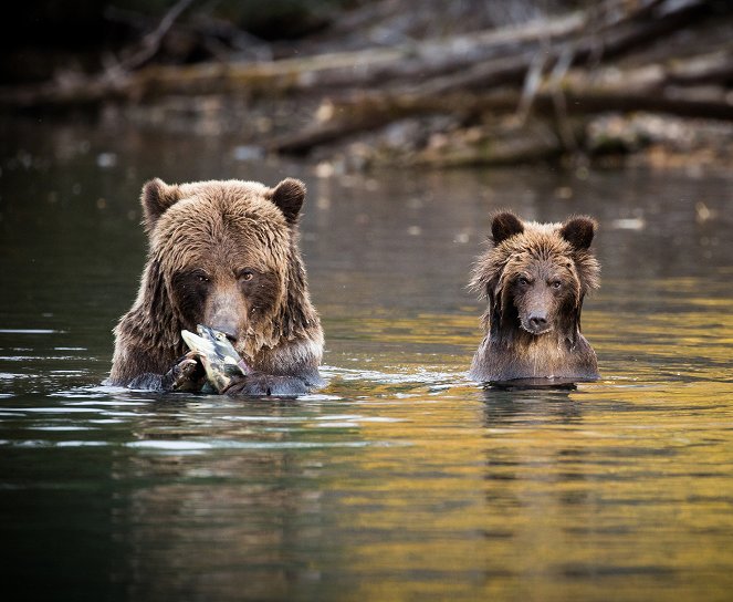 Szemtől szembe a grizzly-kkel - Filmfotók