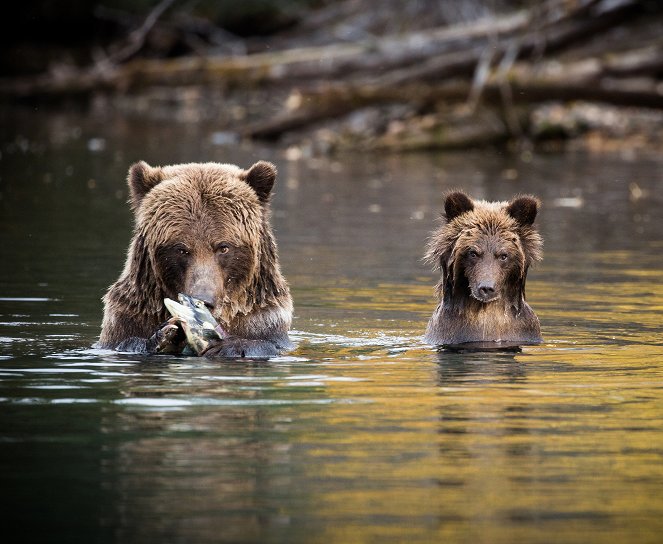 Medvědům grizzly tváří v tvář - Z filmu