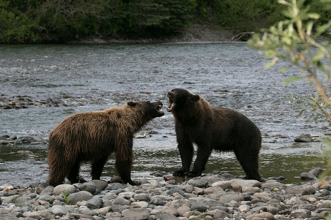 Szemtől szembe a grizzly-kkel - Filmfotók