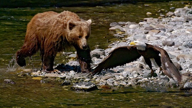 Spotkania z niedźwiedziem grizzly - Z filmu