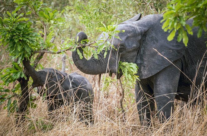 Kadoua und die Elefanten - Filmfotos