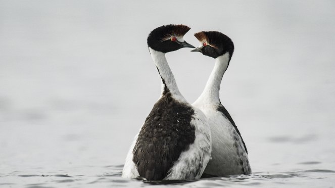 Eden: Untamed Planet - Patagonia: The Ends of the Earth - Photos