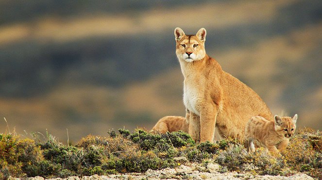 Eden: Untamed Planet - Patagonia: The Ends of the Earth - De la película