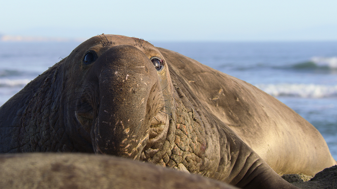 Slavné národní parky - Státní mořská rezervace Monterey Bay, USA - Z filmu