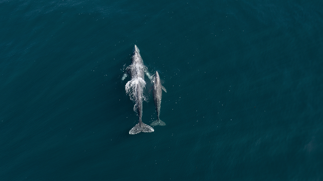 Our Great National Parks - Monterey Bay National Marine Sanctuary, USA - Photos