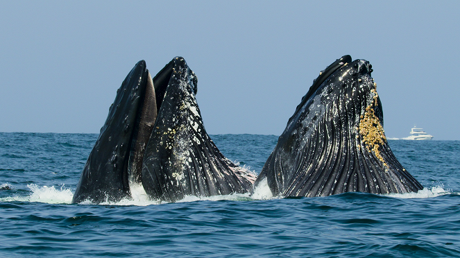 Slavné národní parky - Státní mořská rezervace Monterey Bay, USA - Z filmu