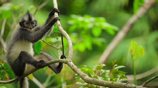 Parcs nationaux : Ces merveilles du monde - Gunung Leuser, Indonésie - Film