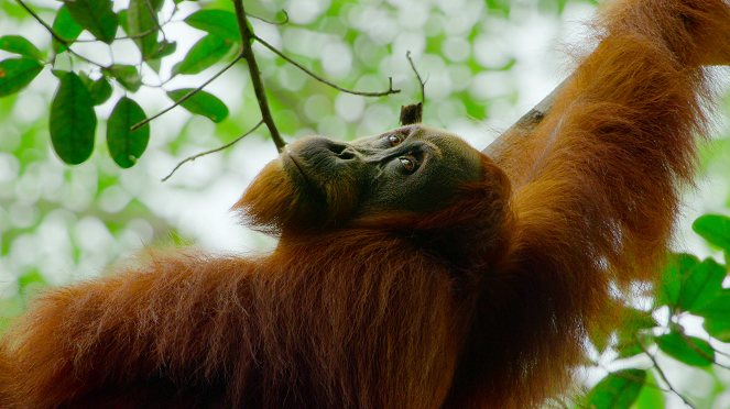 Unsere wunderbaren Nationalparks - Gunung Leuser, Indonesia - Filmfotos