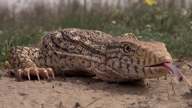 Alamto, a Reptile Wonderland - Film