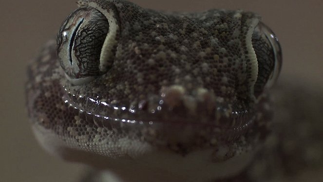 Alamto, a Reptile Wonderland - Do filme