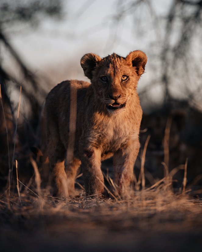Born To Be Wild - Chinga, die Löwin - Photos