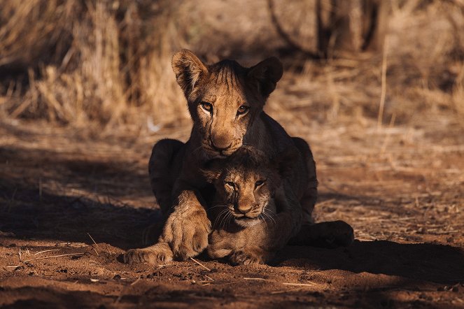 Tierkinder der Wildnis - Chinga, die Löwin - Kuvat elokuvasta