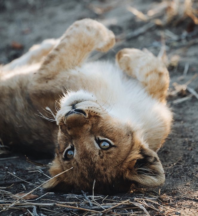 Tierkinder der Wildnis - Chinga, die Löwin - Film