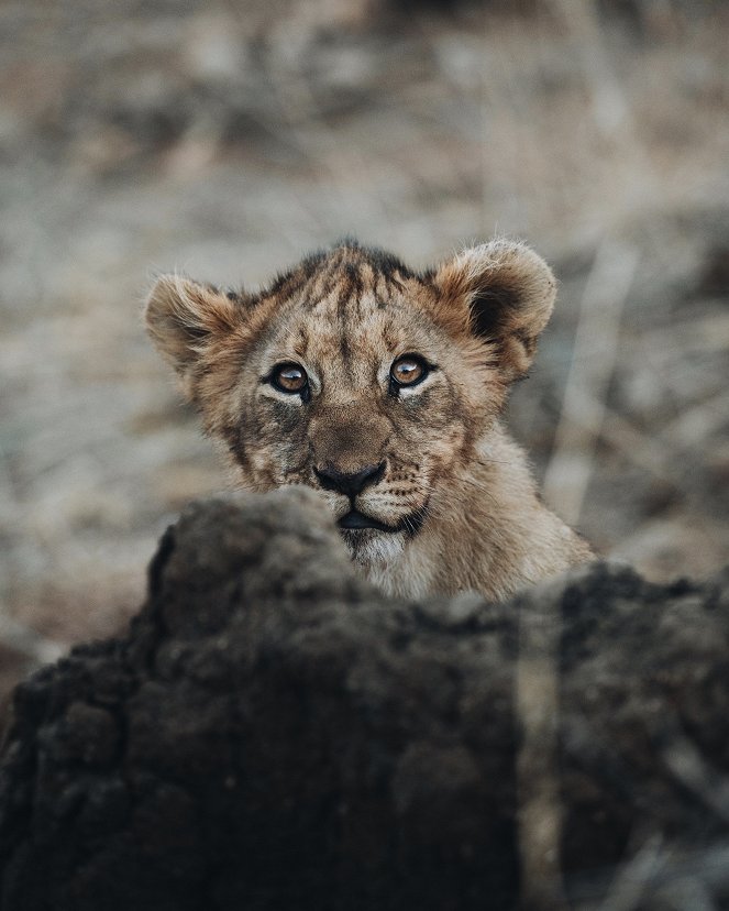 Tierkinder der Wildnis - Chinga, die Löwin - Film