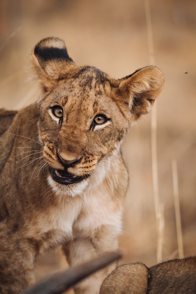 Tierkinder der Wildnis - Chinga, die Löwin - Filmfotos