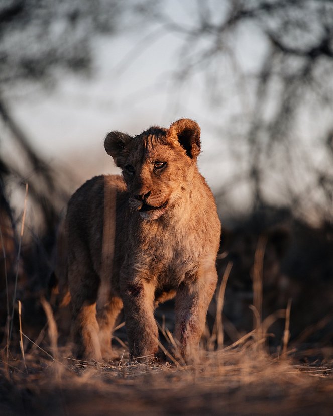 Tierkinder der Wildnis - Chinga, die Löwin - Kuvat elokuvasta