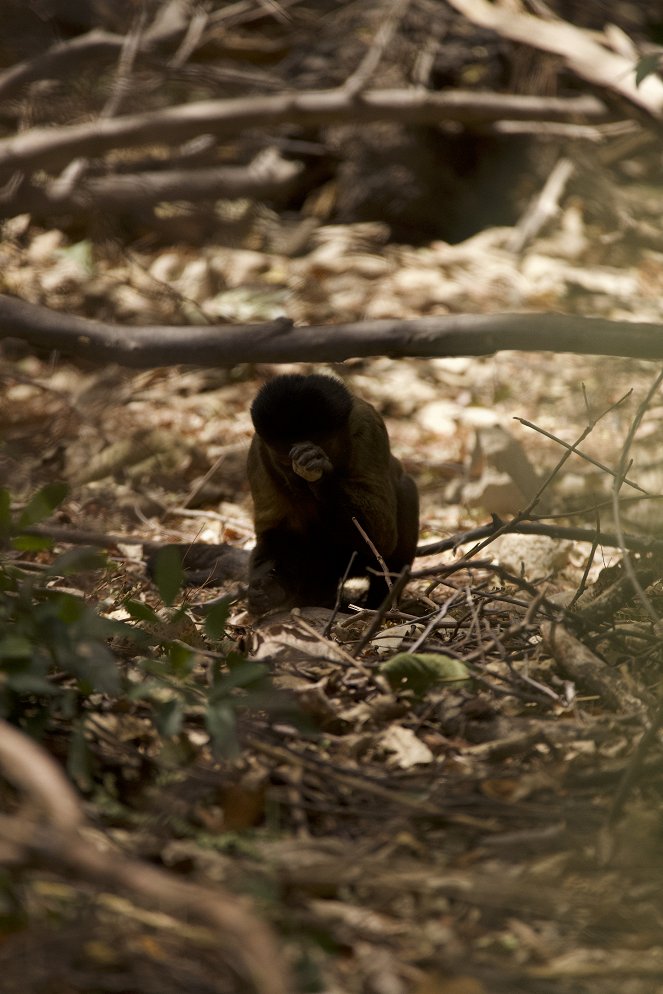 Tierkinder der Wildnis - Chico, der Kapuzineraffe - Kuvat elokuvasta