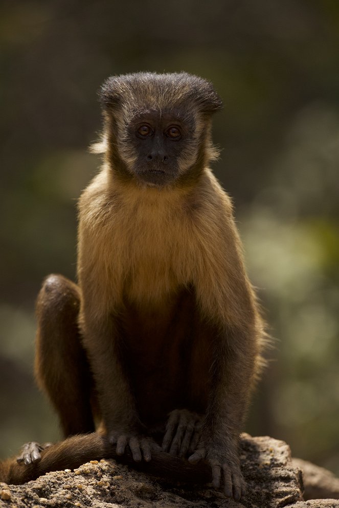 Tierkinder der Wildnis - Chico, der Kapuzineraffe - Kuvat elokuvasta