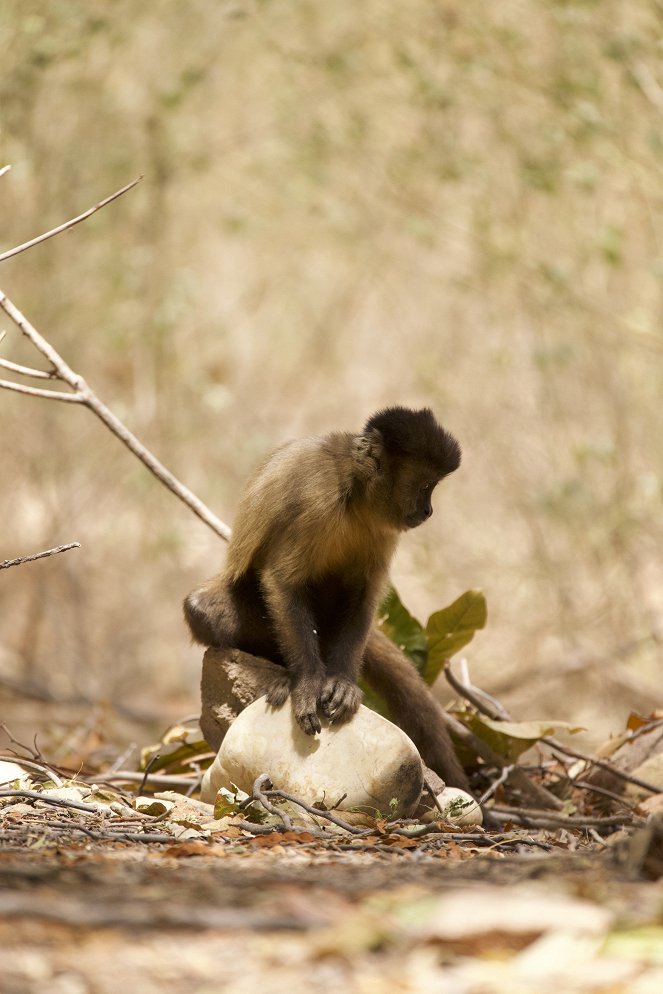 Tierkinder der Wildnis - Chico, der Kapuzineraffe - Kuvat elokuvasta