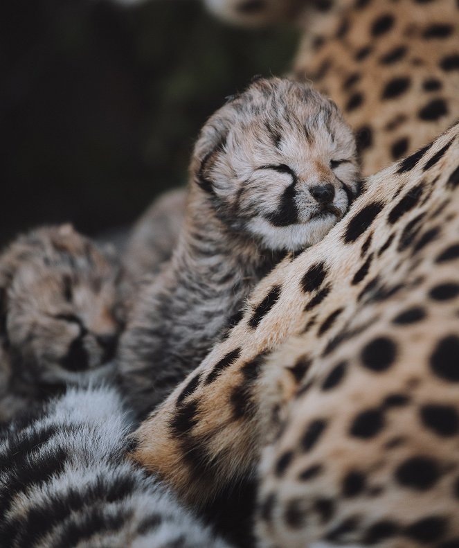 Tierkinder der Wildnis - Usana, die Gepardin - Filmfotos