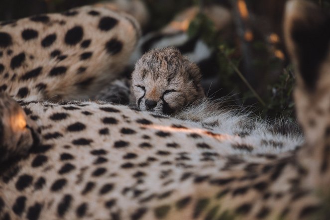 Tierkinder der Wildnis - Usana, die Gepardin - Kuvat elokuvasta