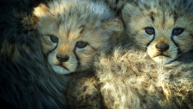 Tierkinder der Wildnis - Usana, die Gepardin - Filmfotos