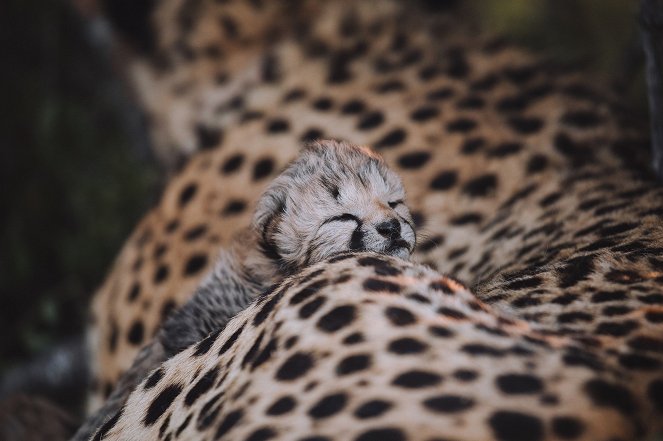 Tierkinder der Wildnis - Usana, die Gepardin - Kuvat elokuvasta