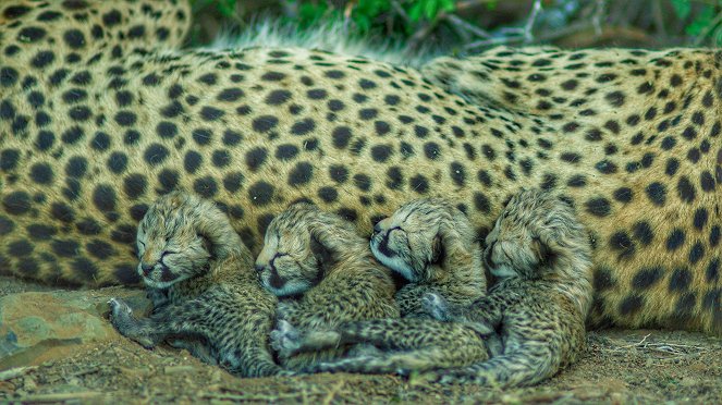Tierkinder der Wildnis - Usana, die Gepardin - Van film