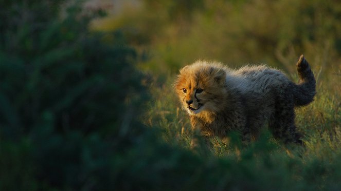 Tierkinder der Wildnis - Usana, die Gepardin - Do filme