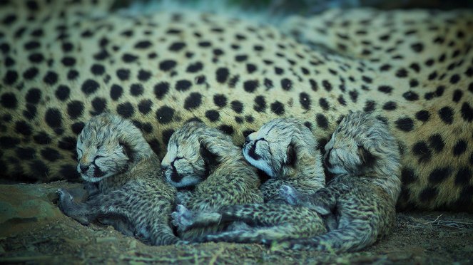 Tierkinder der Wildnis - Usana, die Gepardin - Z filmu