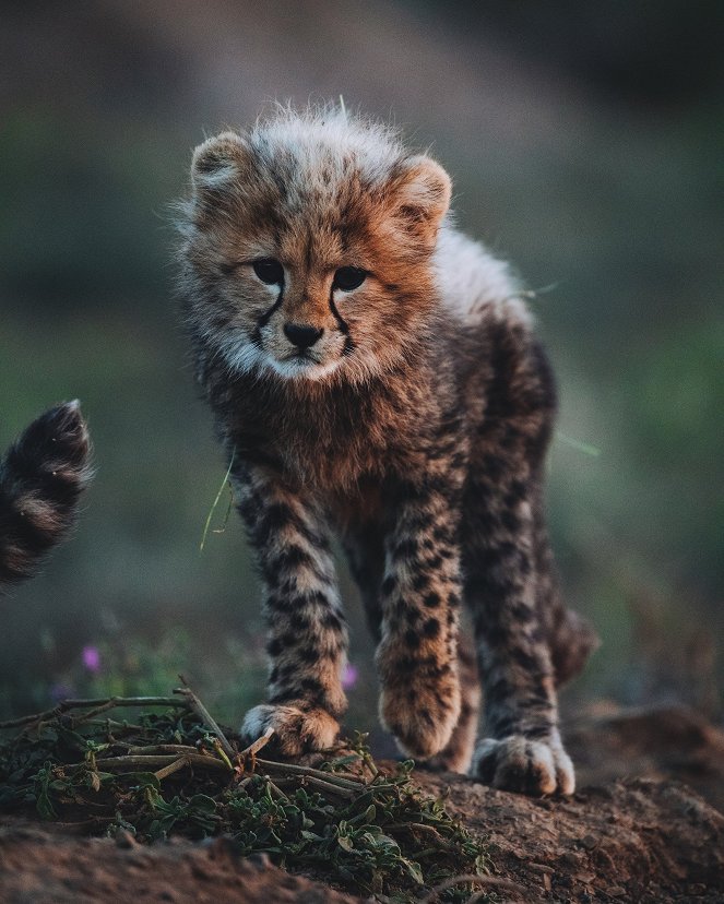 Tierkinder der Wildnis - Usana, die Gepardin - Filmfotók