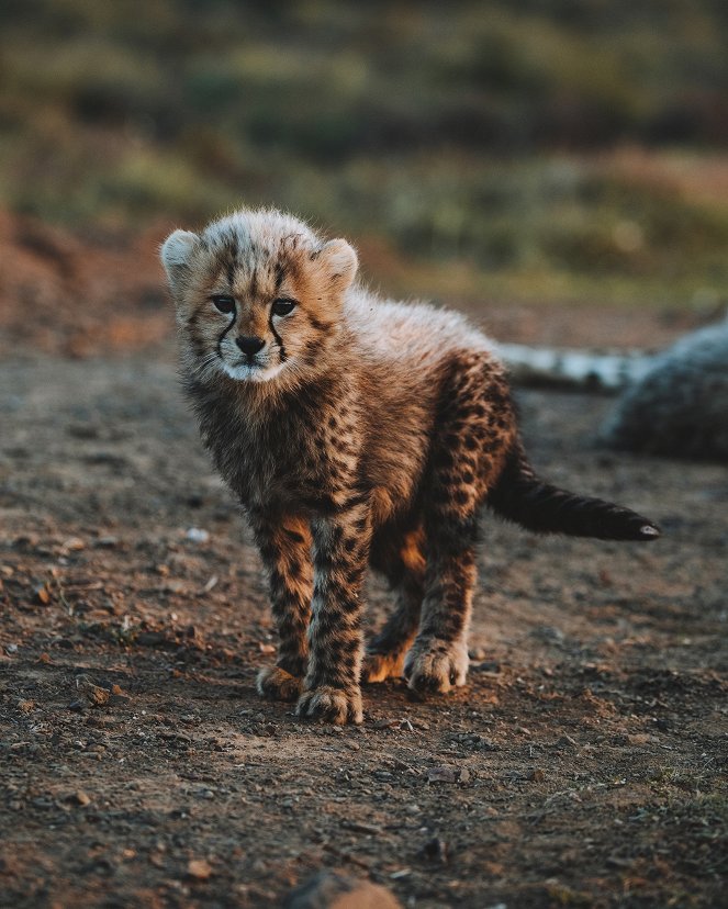 Tierkinder der Wildnis - Usana, die Gepardin - De la película