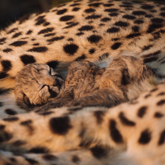 Tierkinder der Wildnis - Usana, die Gepardin - Kuvat elokuvasta
