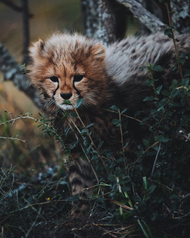 Tierkinder der Wildnis - Usana, die Gepardin - Filmfotos