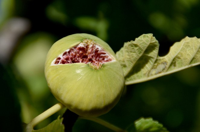 Cuisines des terroirs - Euböa – Griechenland - Film