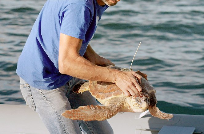 La Camargue, sauvage et fragile - Do filme