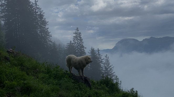 Schweizer Hundegeschichten - Herdenschutzhunde – die alpinen Beschützer gegen Wolf & Co. - Filmfotos