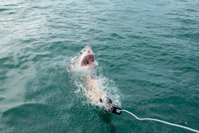 Színváltó cápák - Filmfotók