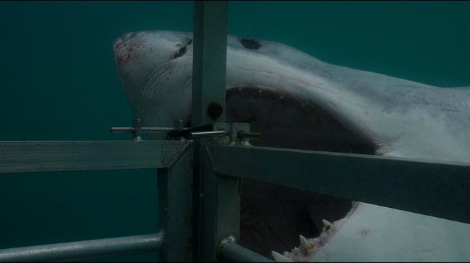 Žraločí kamufláž - Z filmu