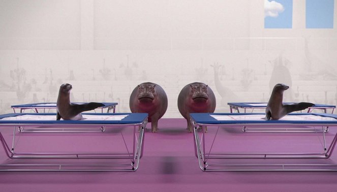 Sportující zvířata - Trampoline synchronisé - Z filmu