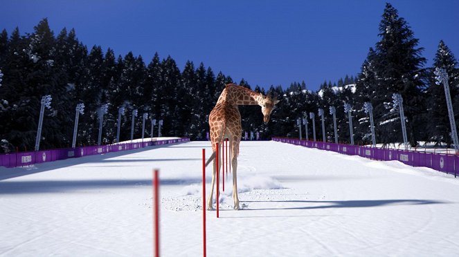 Athleticus - Slalom spécial - Photos