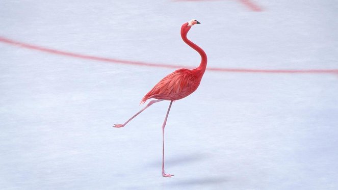 Athleticus - Une patinoire pour deux - Photos