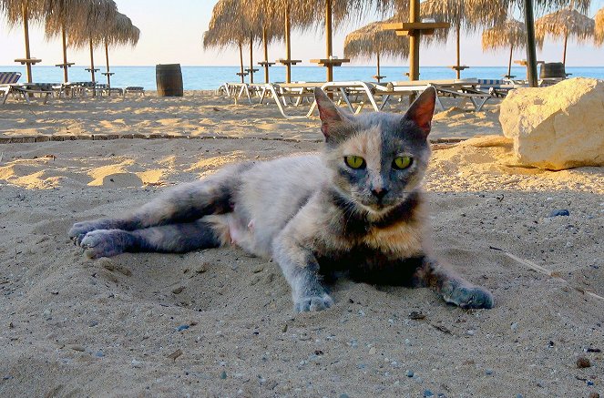 Der Strand: Tierisches aus dem Ferienparadies - Van film