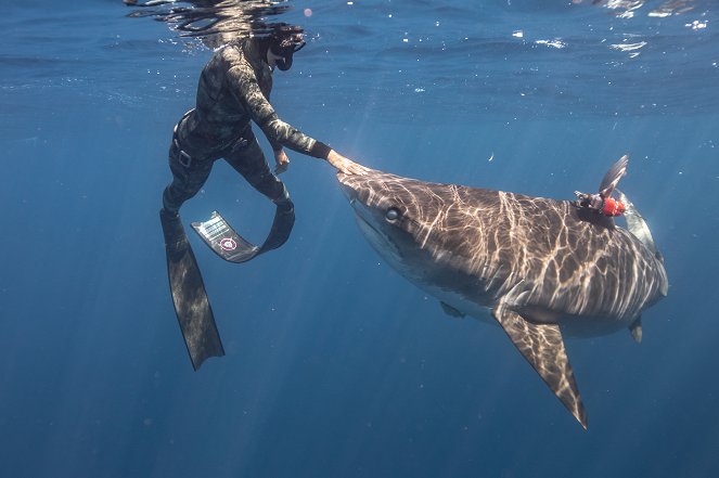Maui cápái - Filmfotók