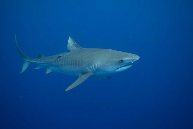 Maui Shark Mystery - Photos